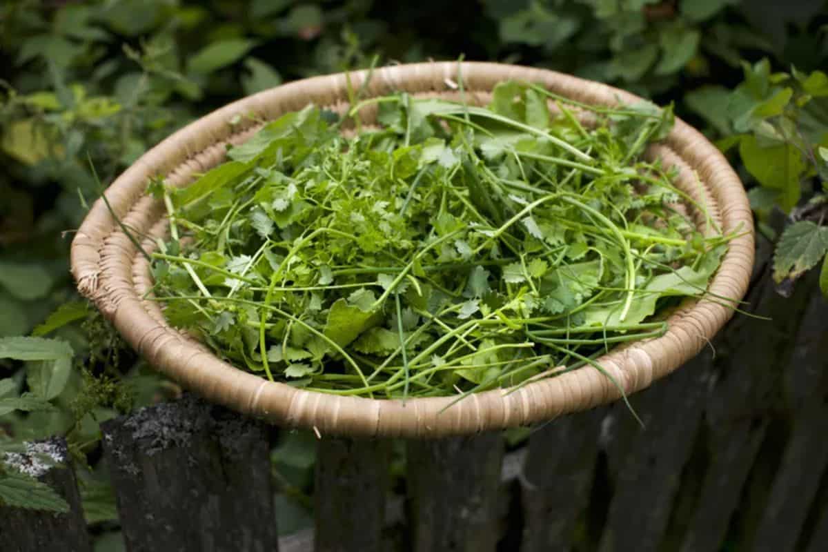 Fines Herbes Classic French Seasoning Mix in a basket.